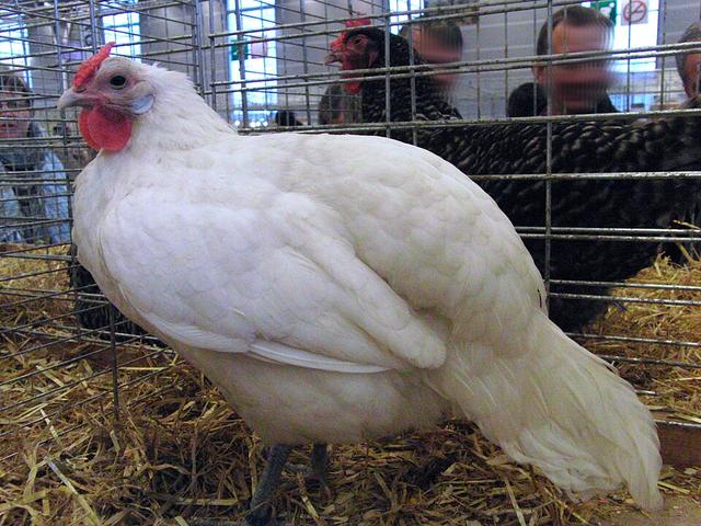 Alsaciana