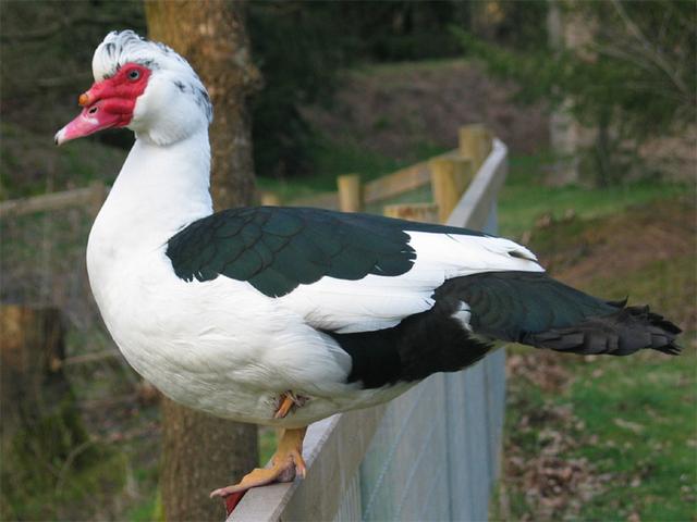 Muscovy Domestik