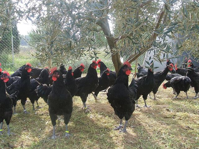 Penedesenca