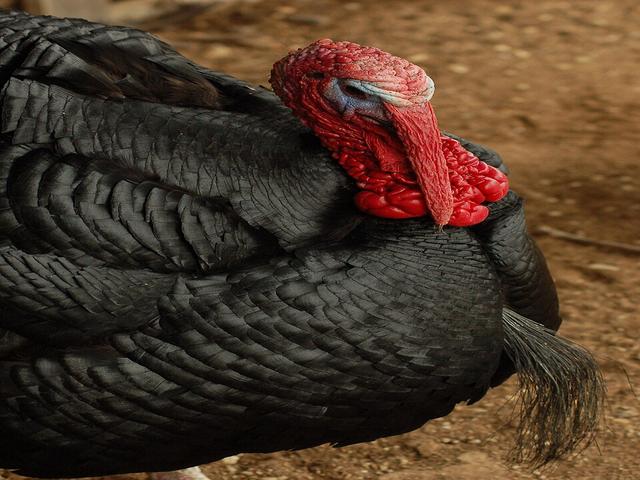 Norfolk Negro