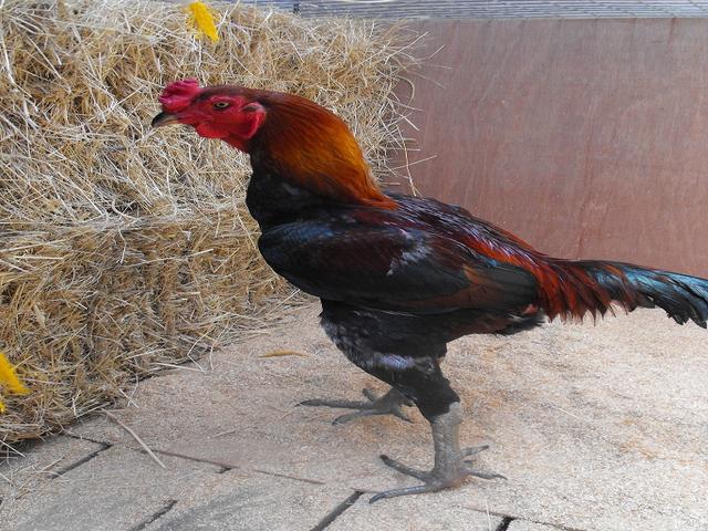 Juego australiano