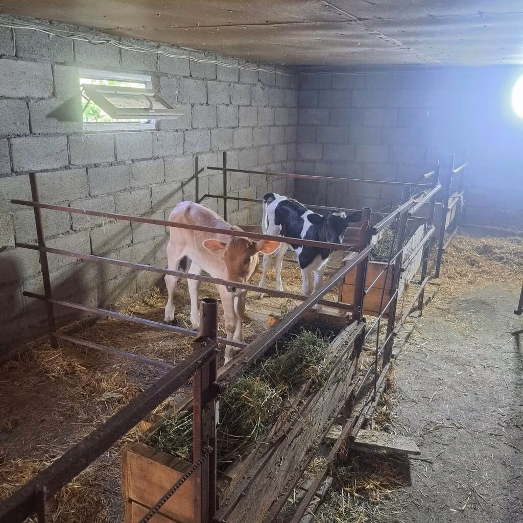 गोलस्टीन नस्ल