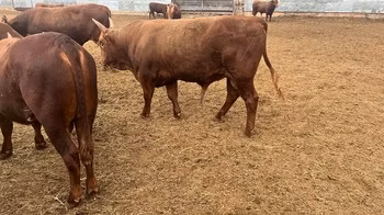 Kalmyk breed