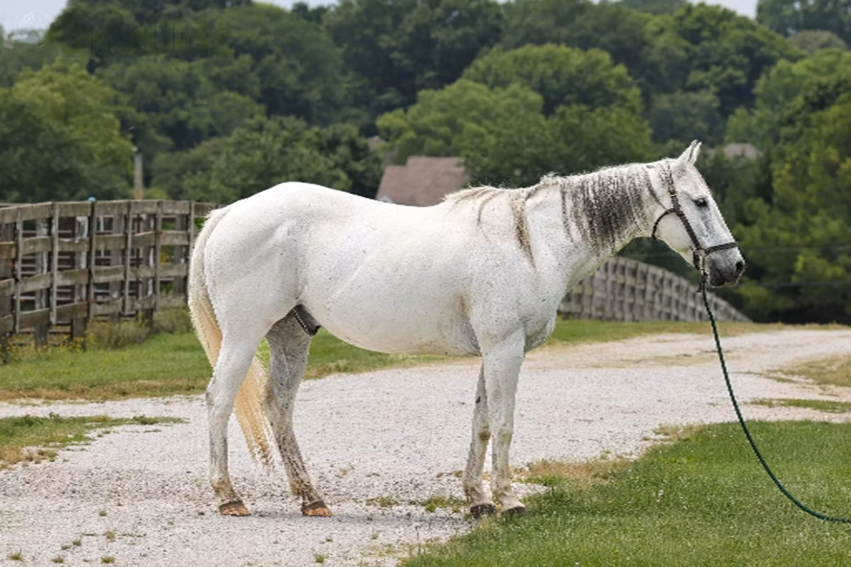 National Show Horse