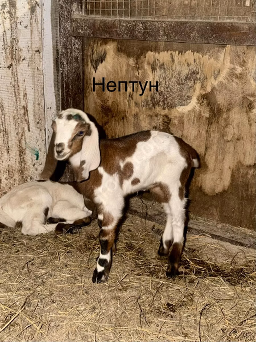 Kamori goats