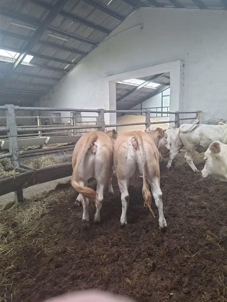 Blonde d’Aquitane cattle
