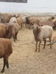 Hissar sheep