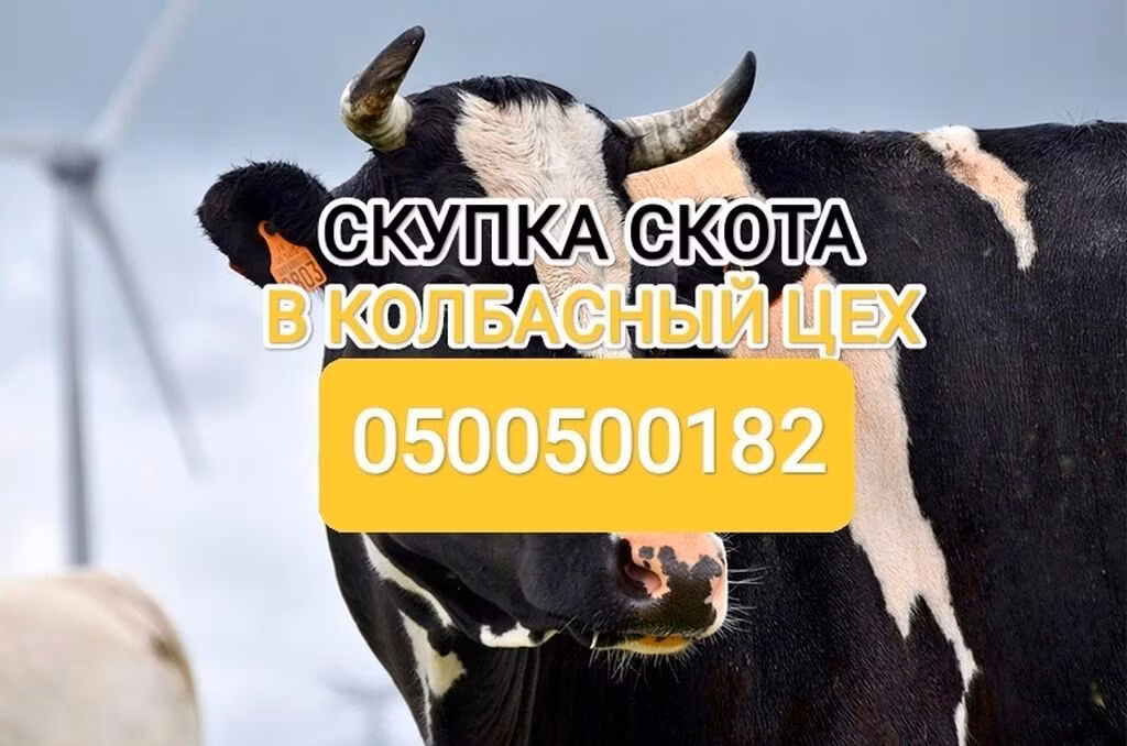 Holstein-Rasse