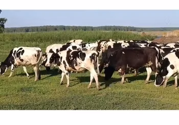 Russian Black pied cattle