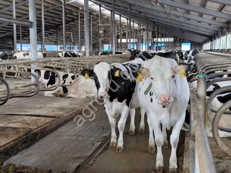 Holstein-Rasse