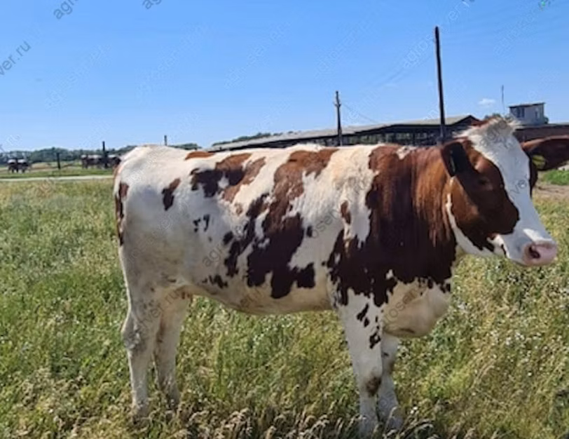 Danish Red Cow
