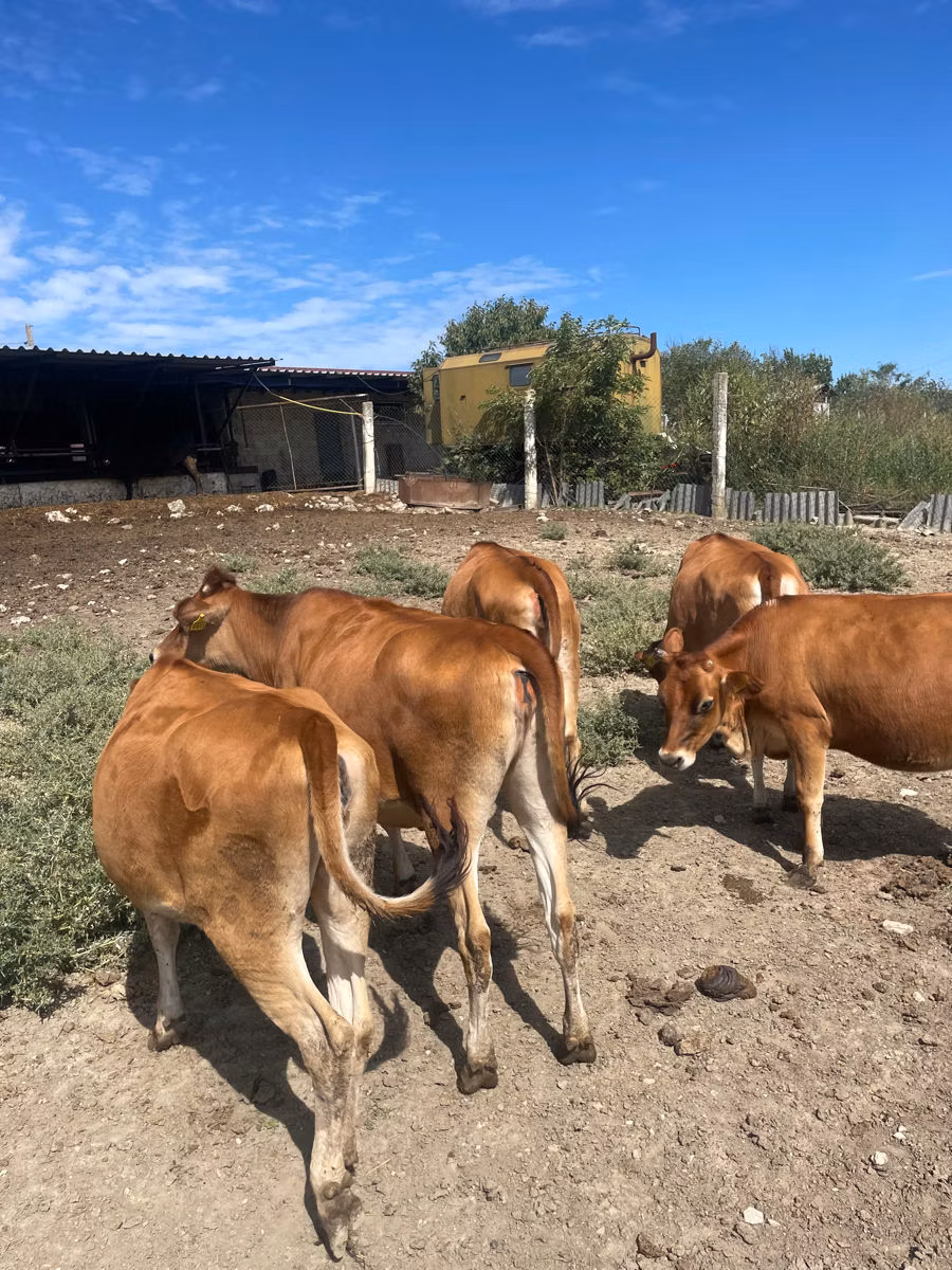Raza Jersey