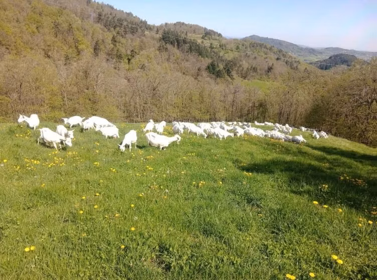 Saanen goat