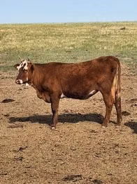 Kalmyk breed