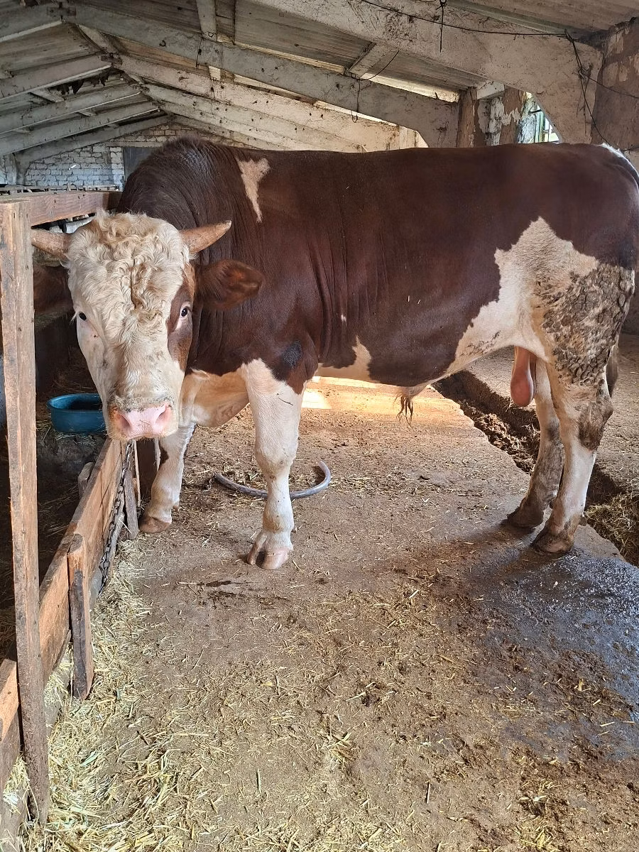 Simmental cattle