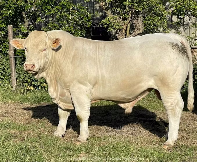 Charolais cattle