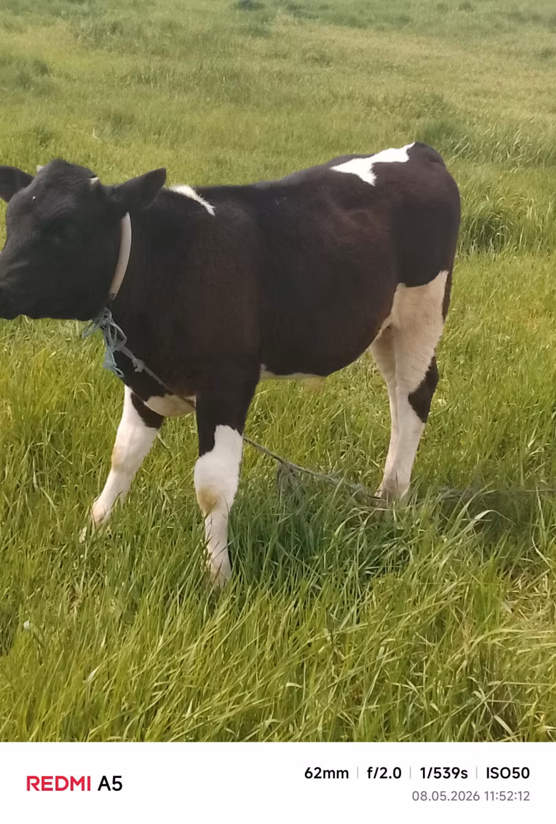 Holstein-Rasse