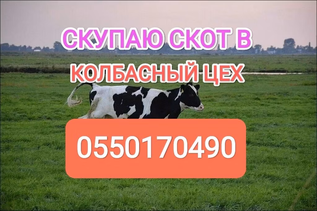 Holstein-Rasse