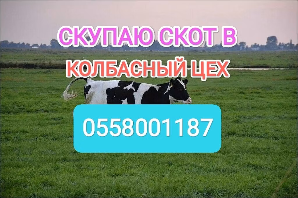 Holstein-Rasse