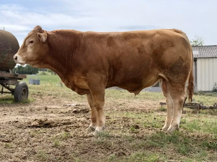 Limousin-Kuh
