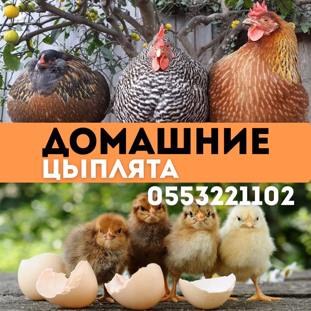 Kuchinskaya Jubilæum