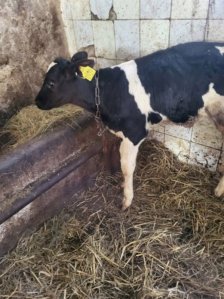 Raza Holstein