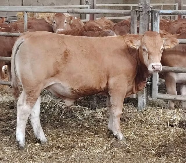 Limousin-Kuh