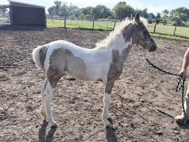 Pinto horses
