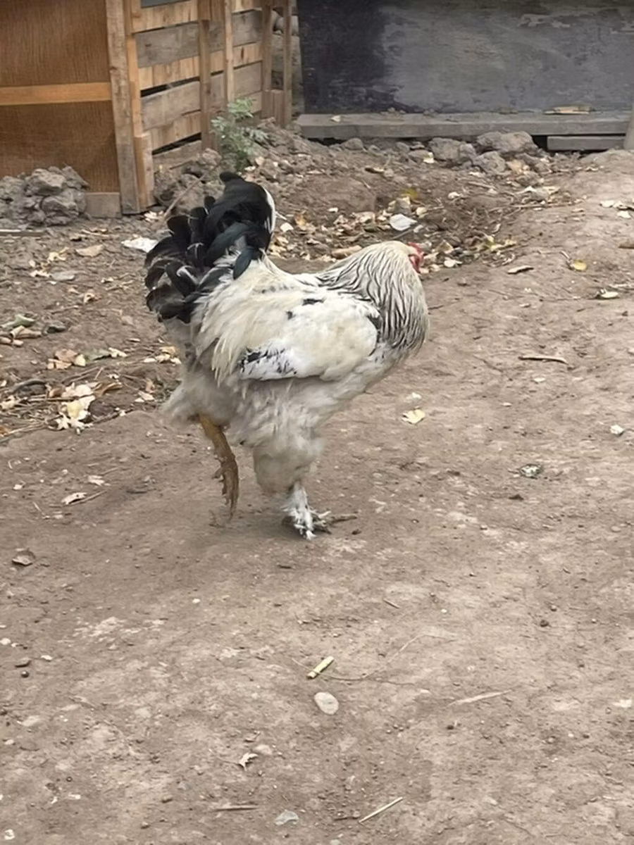 Brahma