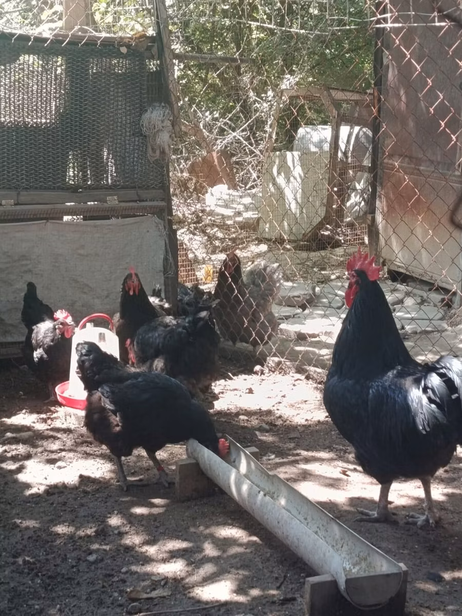 Jersey óriás
