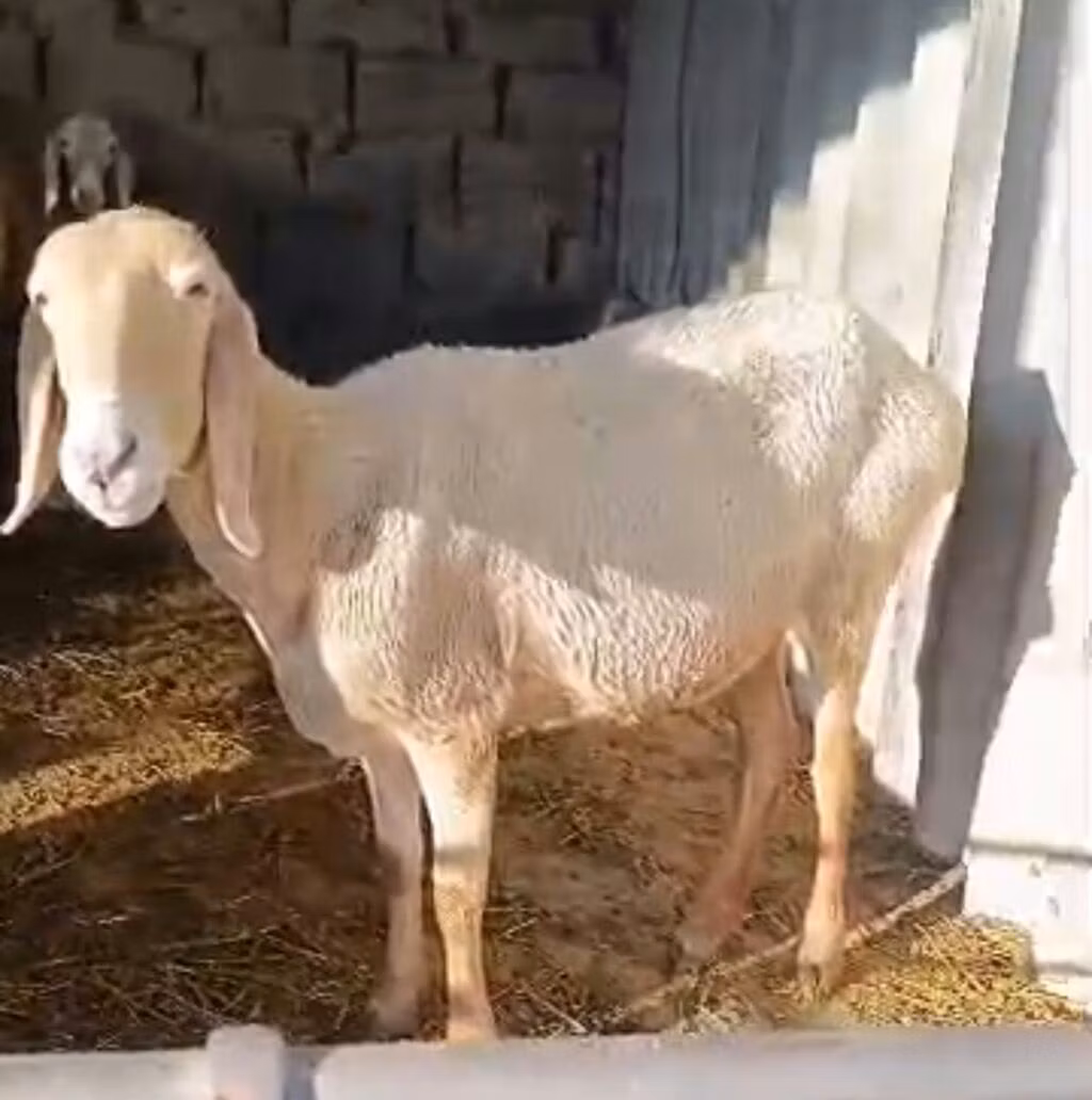 Awassi sheep