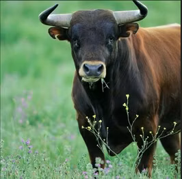 Aberdeen – Angus