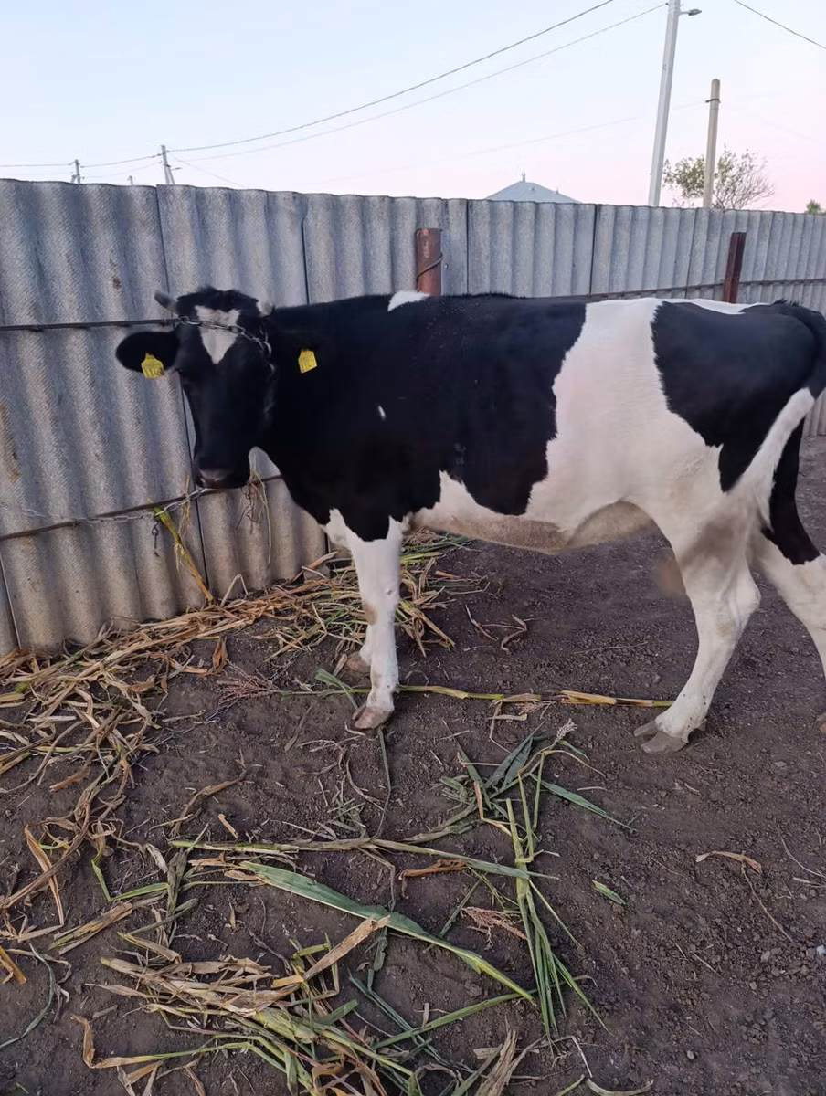 Raza Holstein