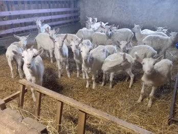 Saanen goat