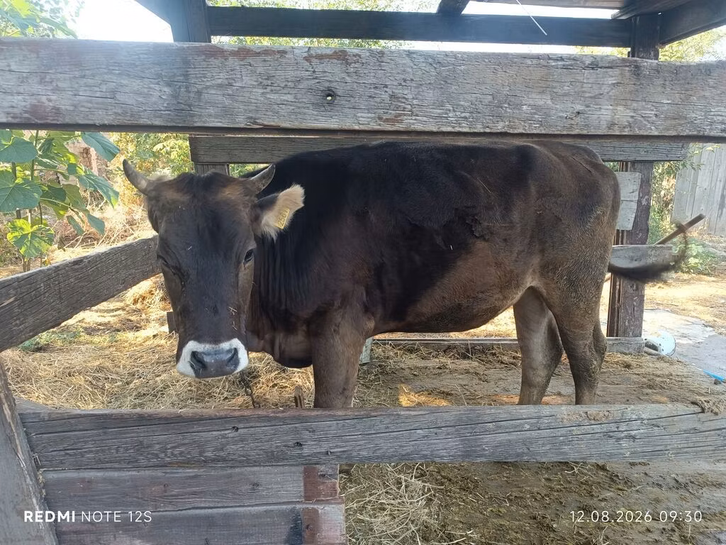 Alatau breed