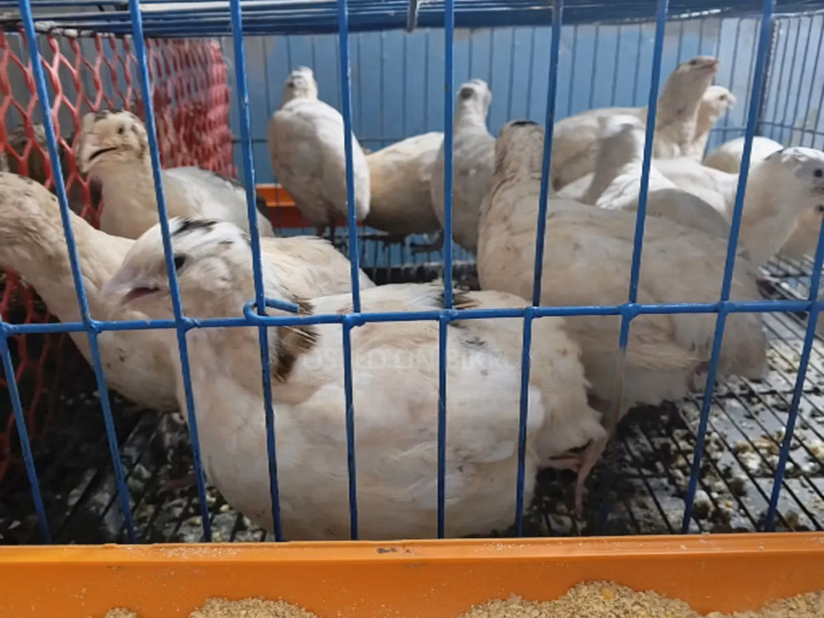 King Quail