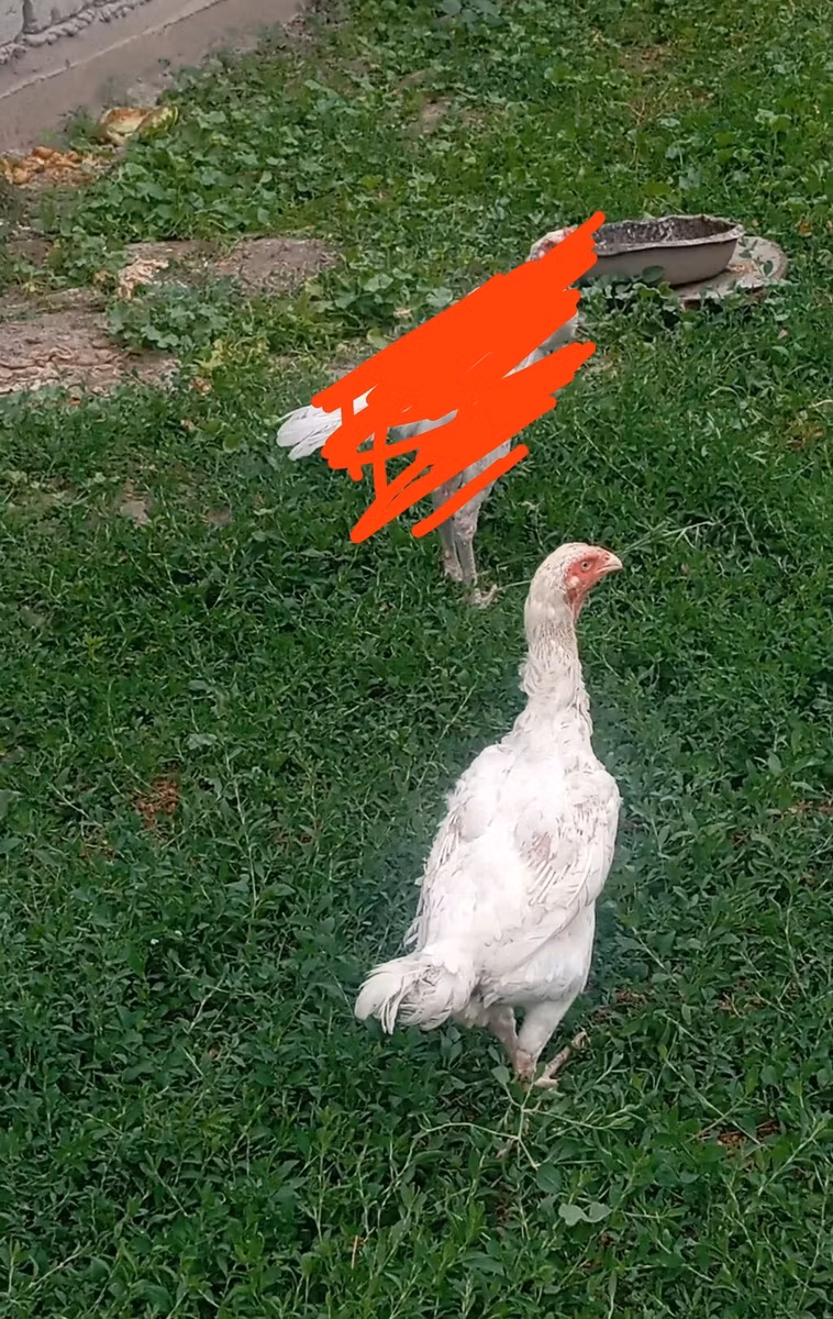 Kaliforniai szürke