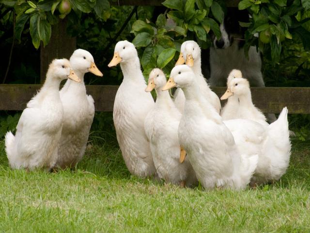 Pekin Jerman