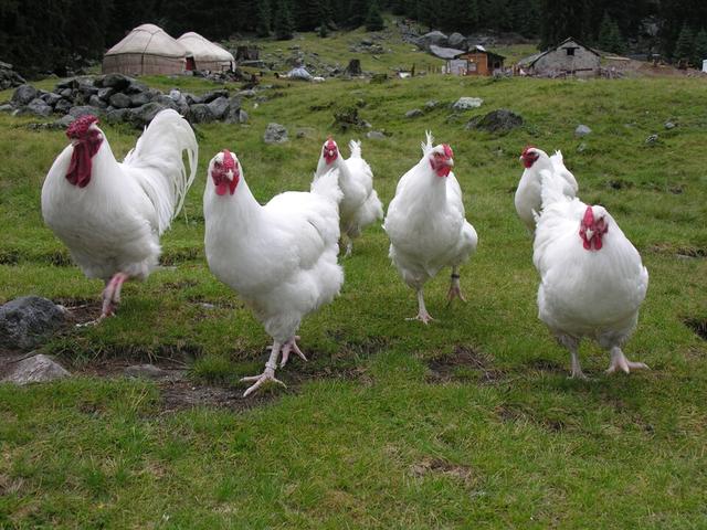 Švýcarský