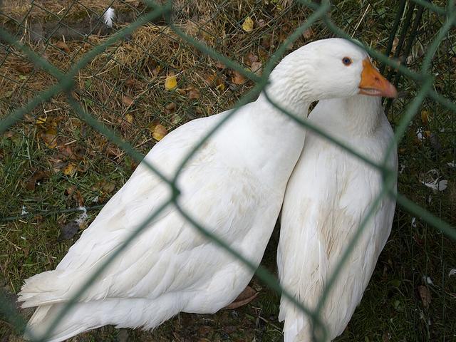 Ceko